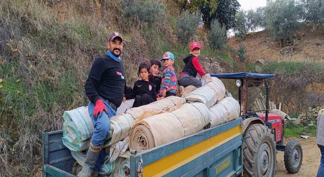 Sarıgölde örtü toplama işlerinde yoğunluk