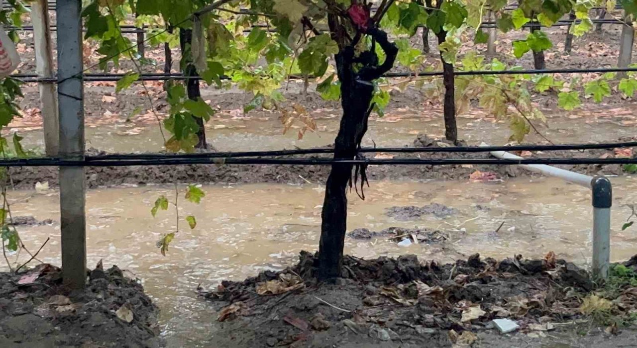 Sarıgölde özlenen yağışlar çiftçinin yüzünü güldürdü
