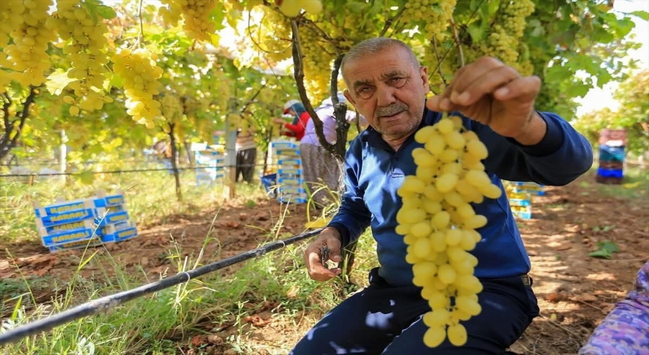 Sarıgölde üzüm fiyatları dibe vurdu