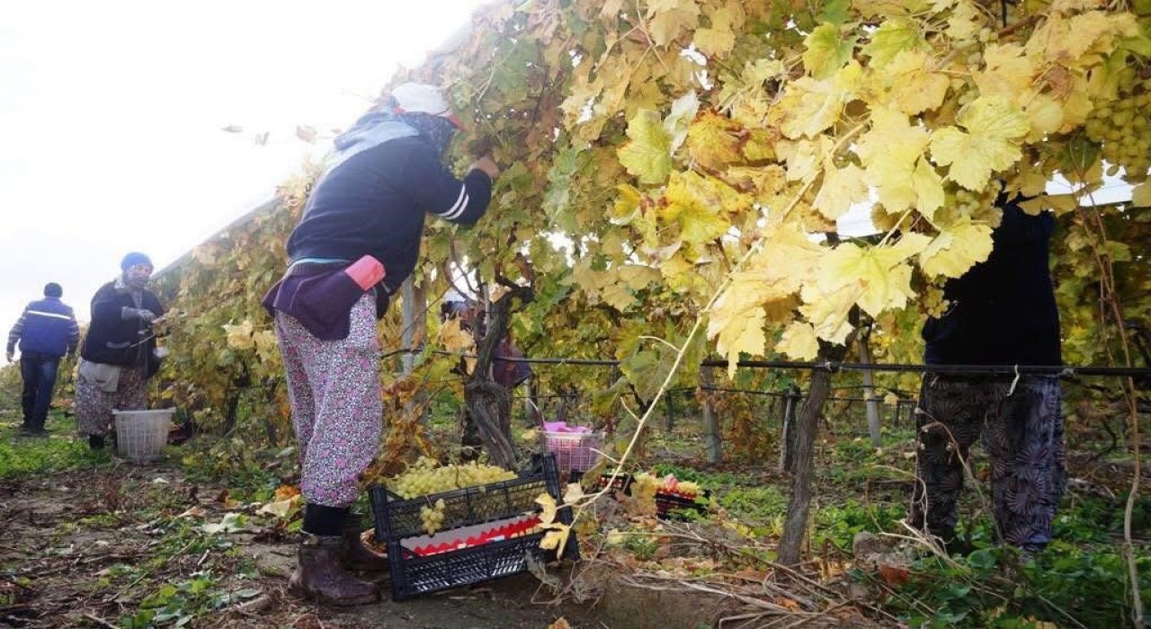 Sarıgölde üzüm hasadı aralıksız sürüyor