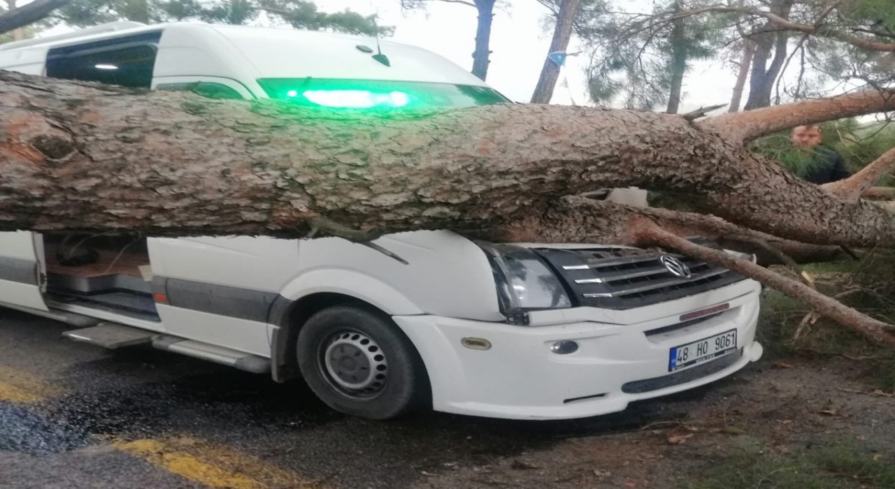 Seyir halindeki minibüsün üstüne ağaç devrildi
