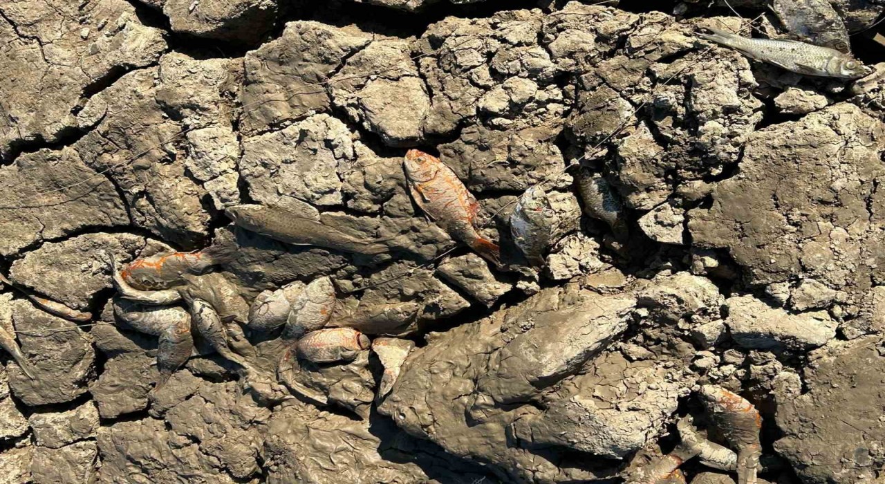 Siirtte balık teleflerine karşı gölete 150 tonluk su takviyesi