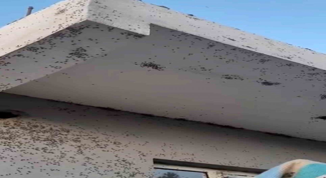 Siirtte bir evin dış cephesini sinekler istila etti