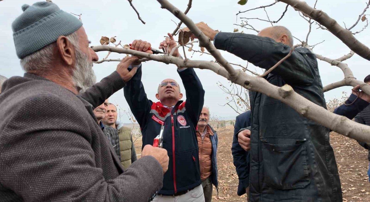 Siirtte fıstık üreticilerine teorik ve pratik ‘budama ile ‘gübreleme eğitimi