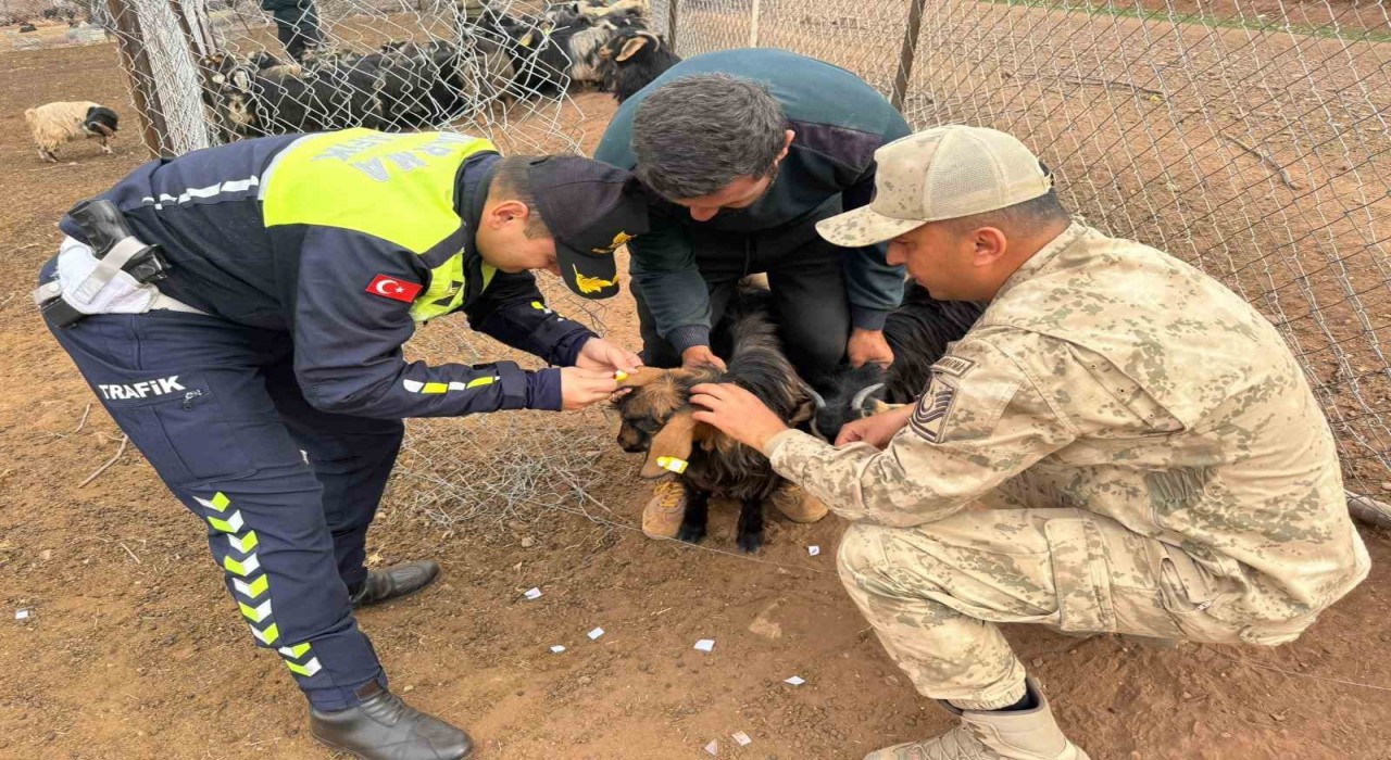 Siirtte hayvan kazalarının önlenmesi için sürüye reflektif bant takıldı