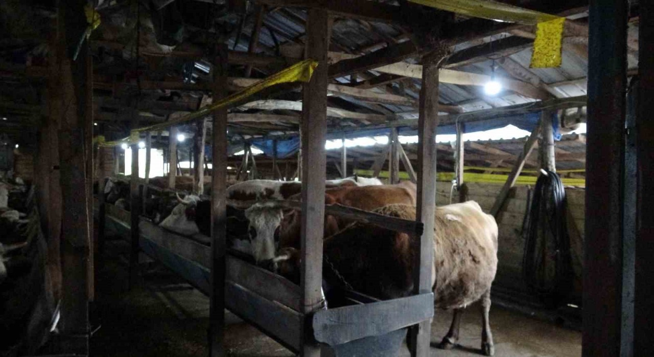 Şilede şap alarmı: 3 köy karantinada, 18 mahalle gözetim altında