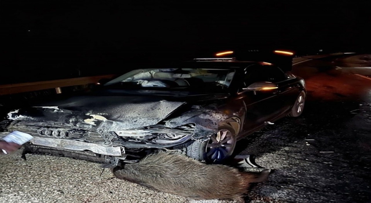 Sinop Belediye Başkanı Gürbüzün makam aracı domuz sürüsüne çarptı