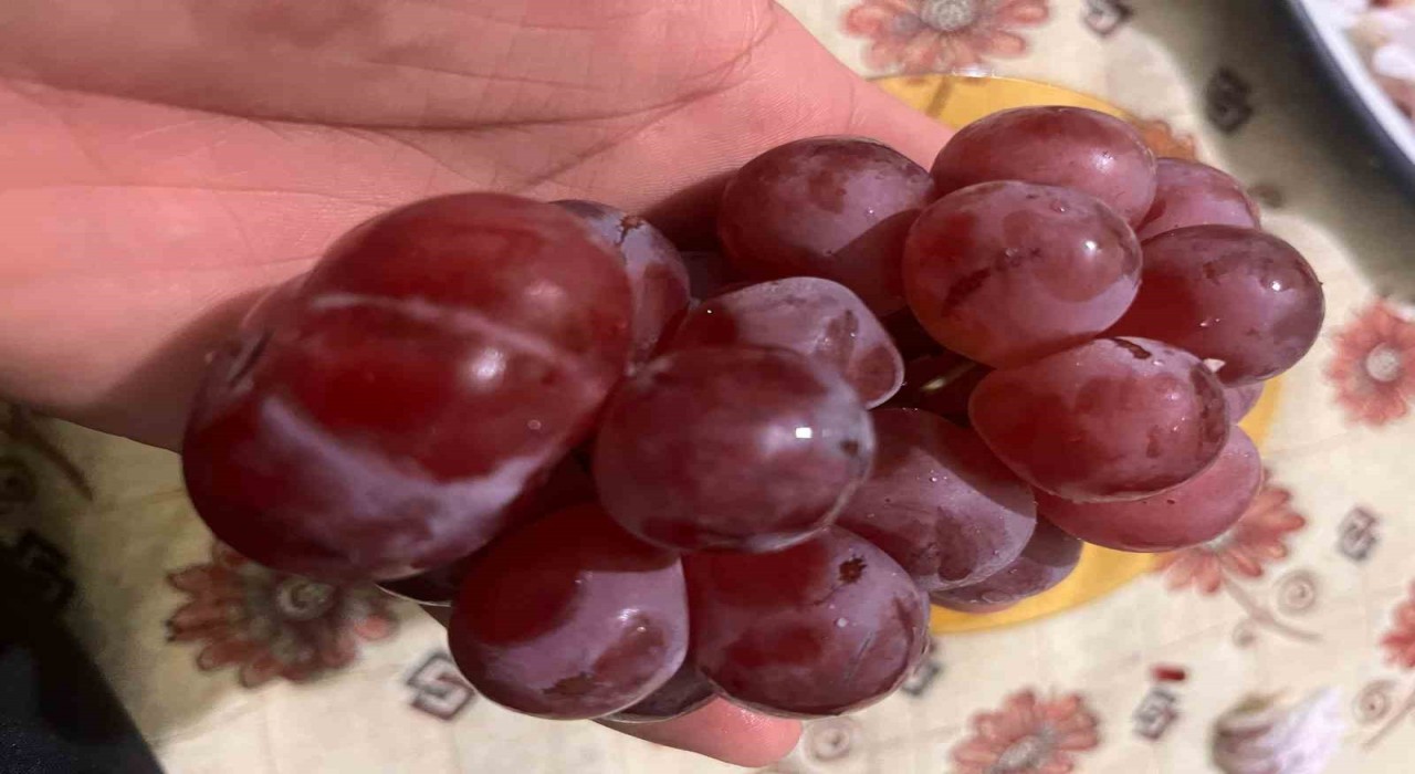 Sıra dışı üzüm tanesi görenleri hayrete düşürdü