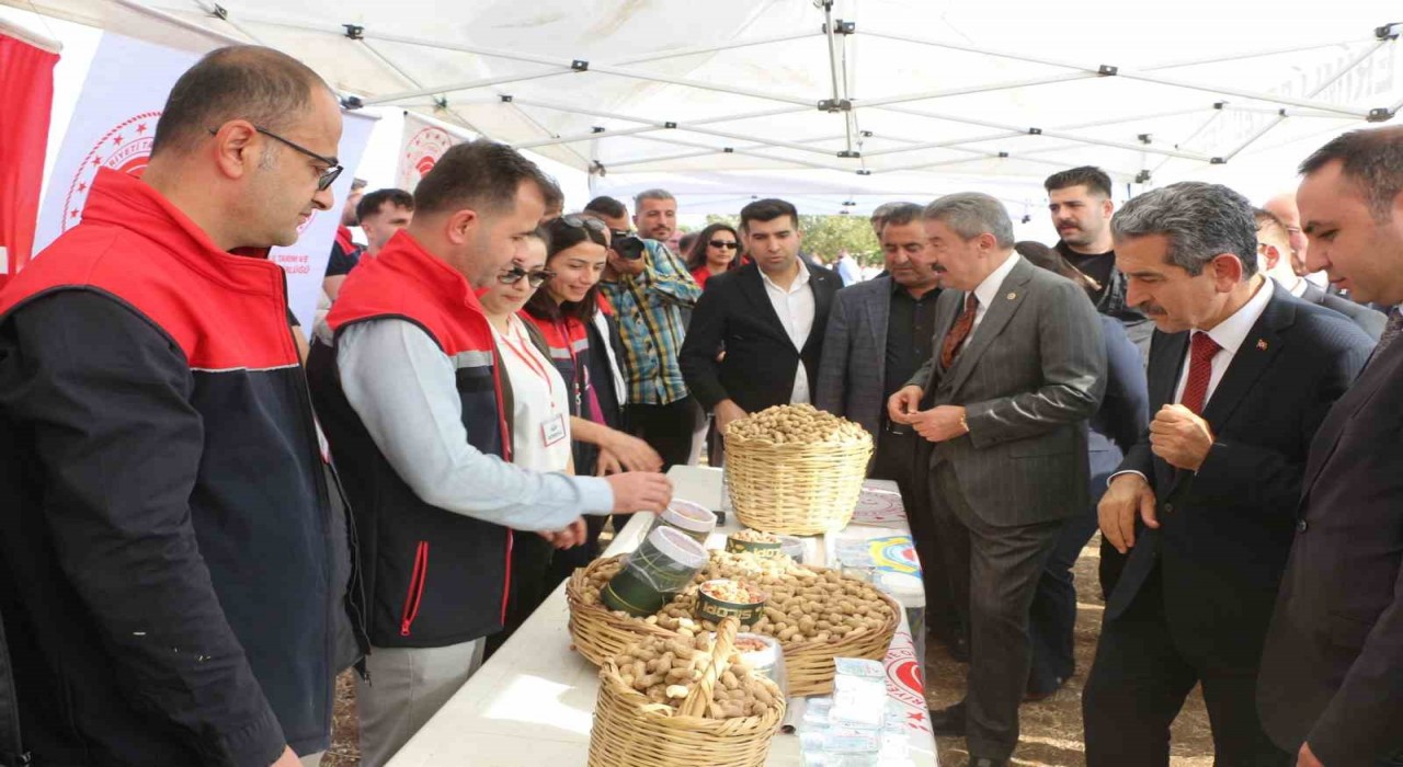 Şırnakta 25 bin ton yer fıstığı rekoltesi bekleniyor