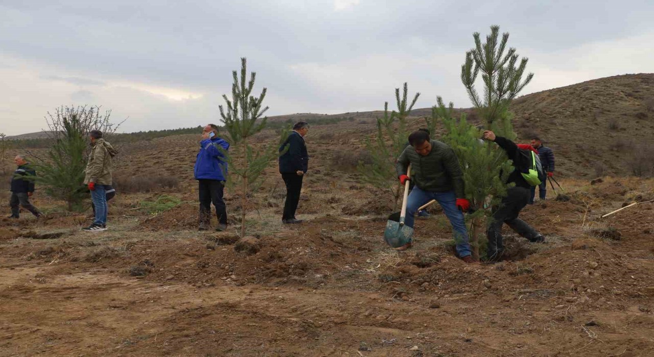 Sivasta 58 bin fidan toprakla buluşturuldu