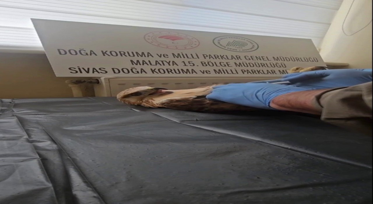 Sivasta bitkin halde bulunan şahin, yeniden doğaya salındı