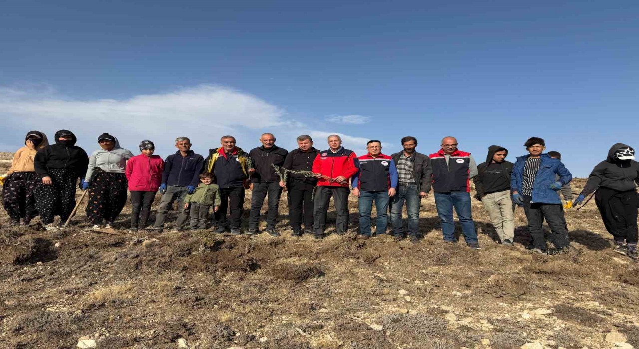 Sivasta meralar on binlerce tuz çalısı ile yeşerecek