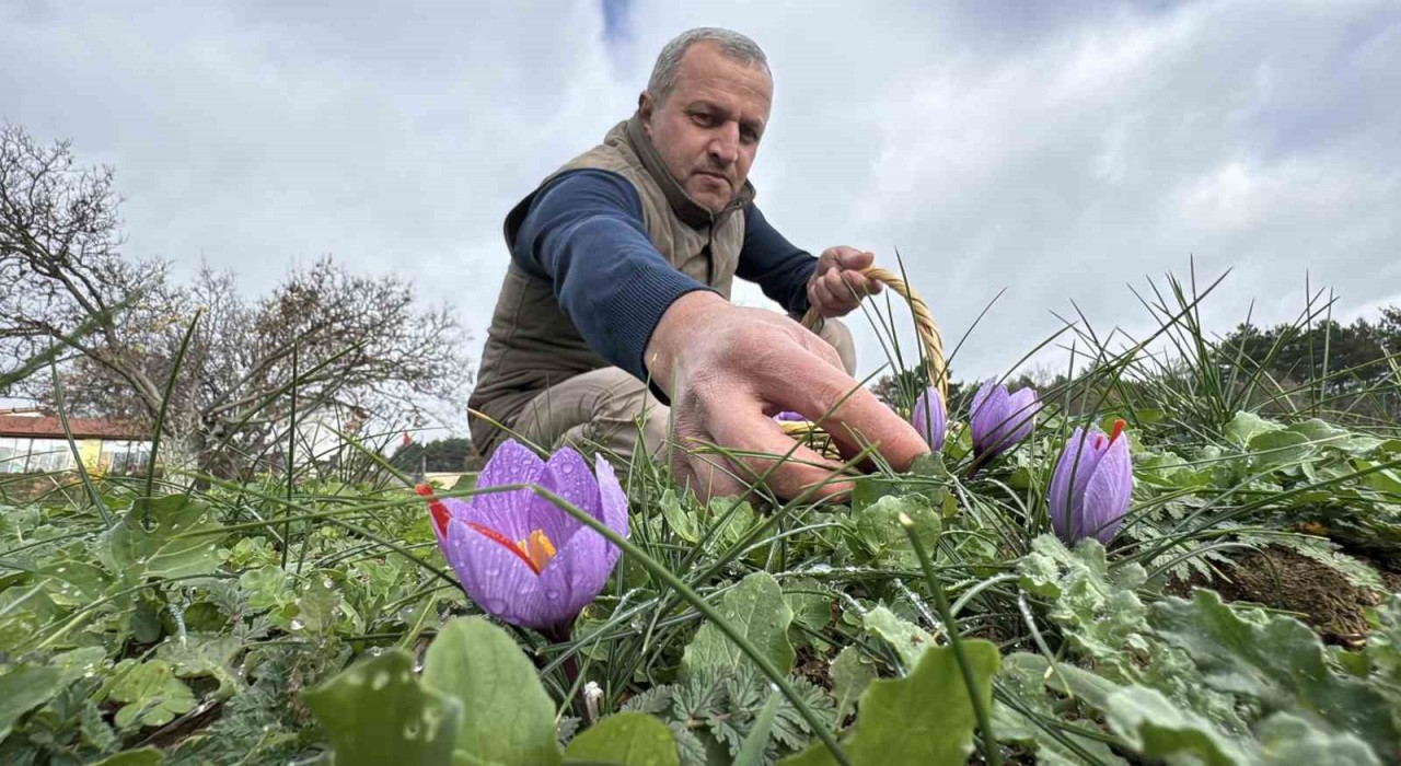 Soğuk ve yağışlı hava ‘dünyanın en pahalı baharatında hasat süresini uzattı