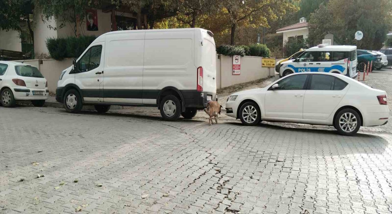 Sokak köpekleri ilçenin kabusu oldu: Otomobile 108 bin TLlik zarar verdiler