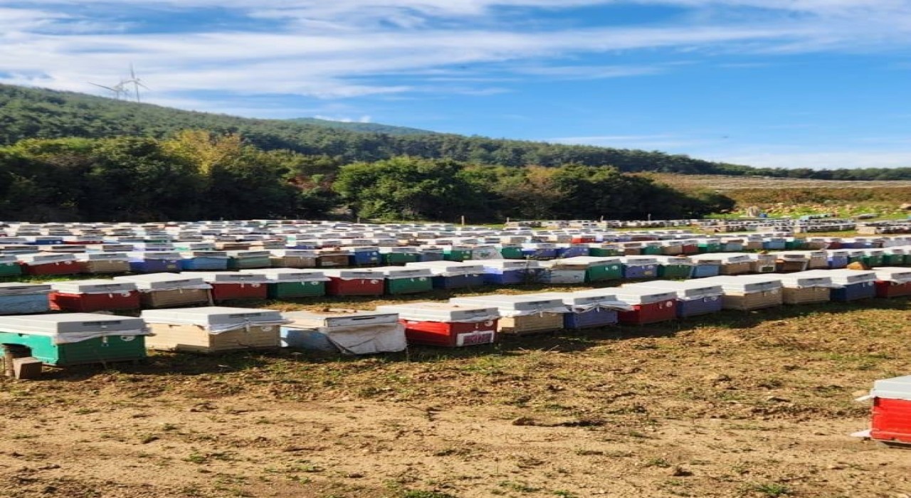 Sökede arılı kovan tespiti yapıldı