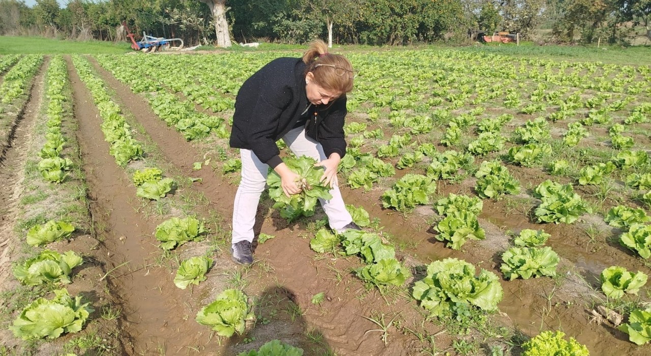 Sökede gıda güvenliği için marul tarlalarında numune alındı