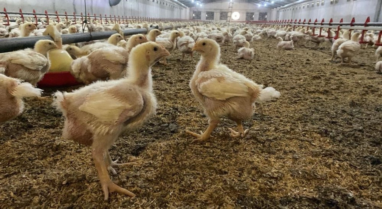 Sökede üreticilere Kuş Gribi riski uyarısı