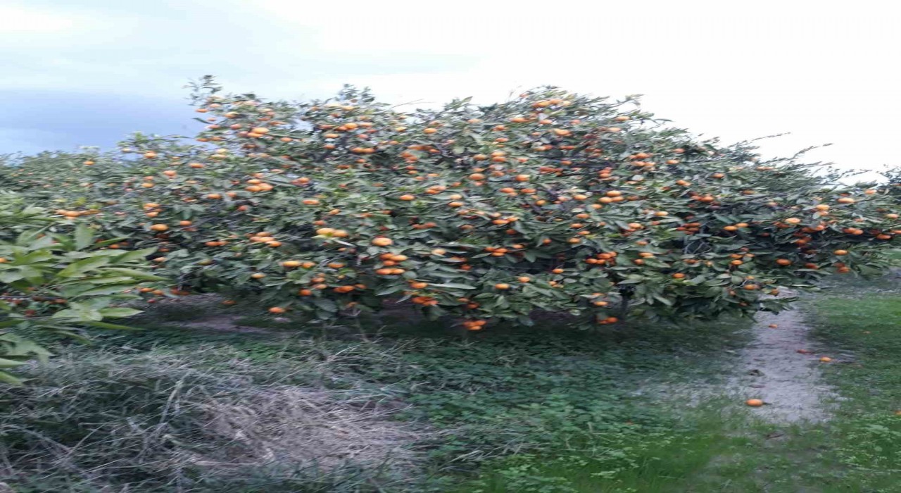 Sökede zararlı popülasyonunda artış görüldü