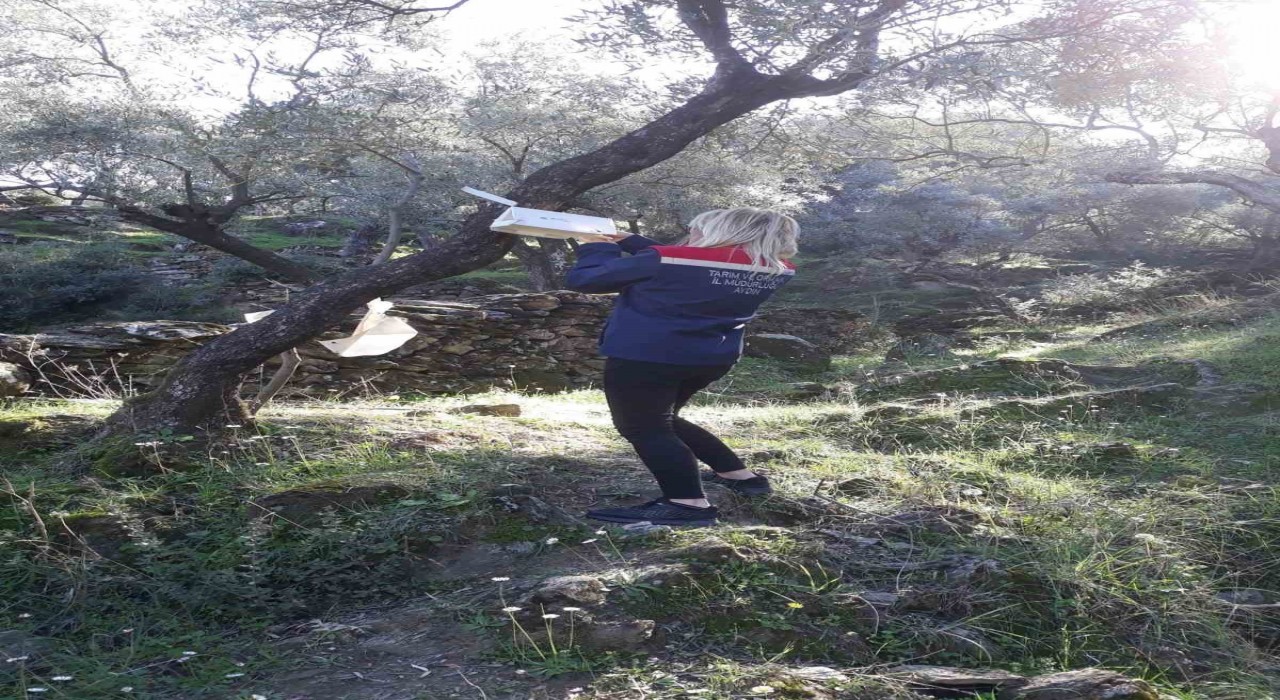 Sökede zeytin sineği mücadelesi devam ediyor