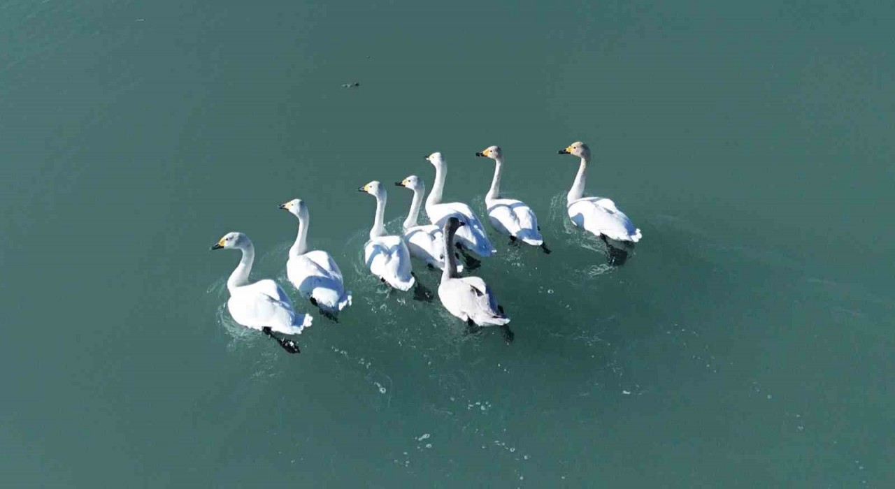 Süphan Dağı manzarasında kuğu dansı