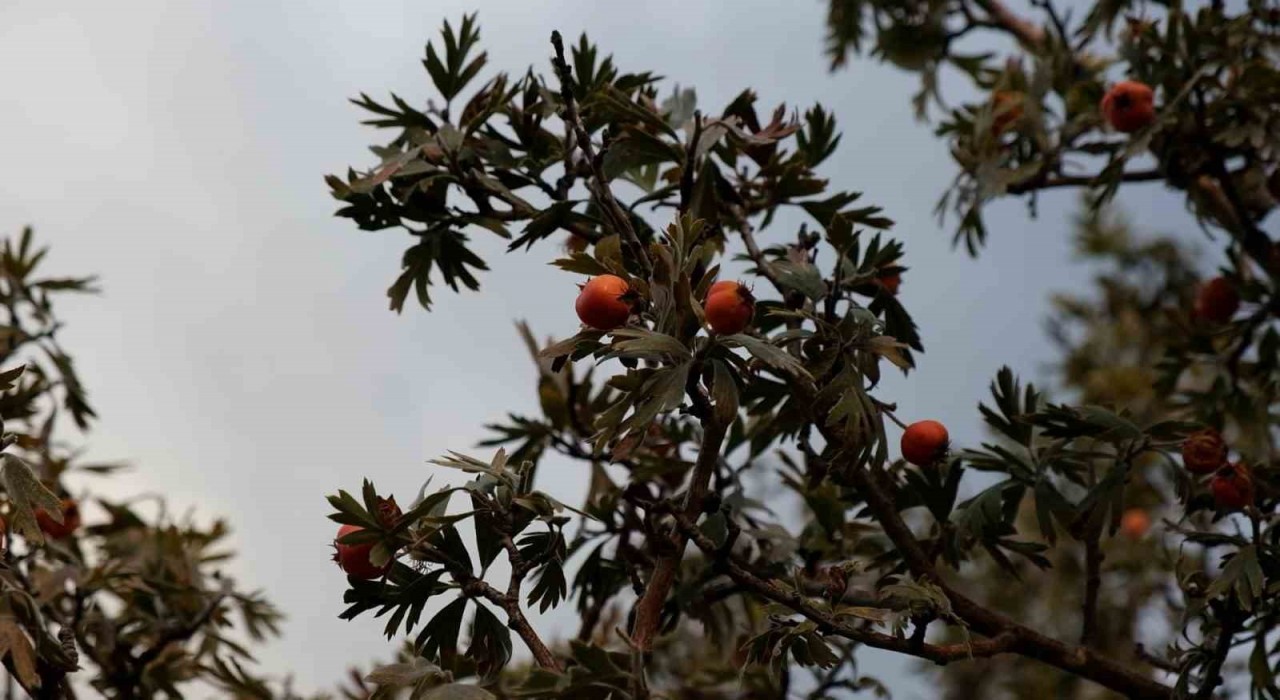 Tatvanda alıç hasadı