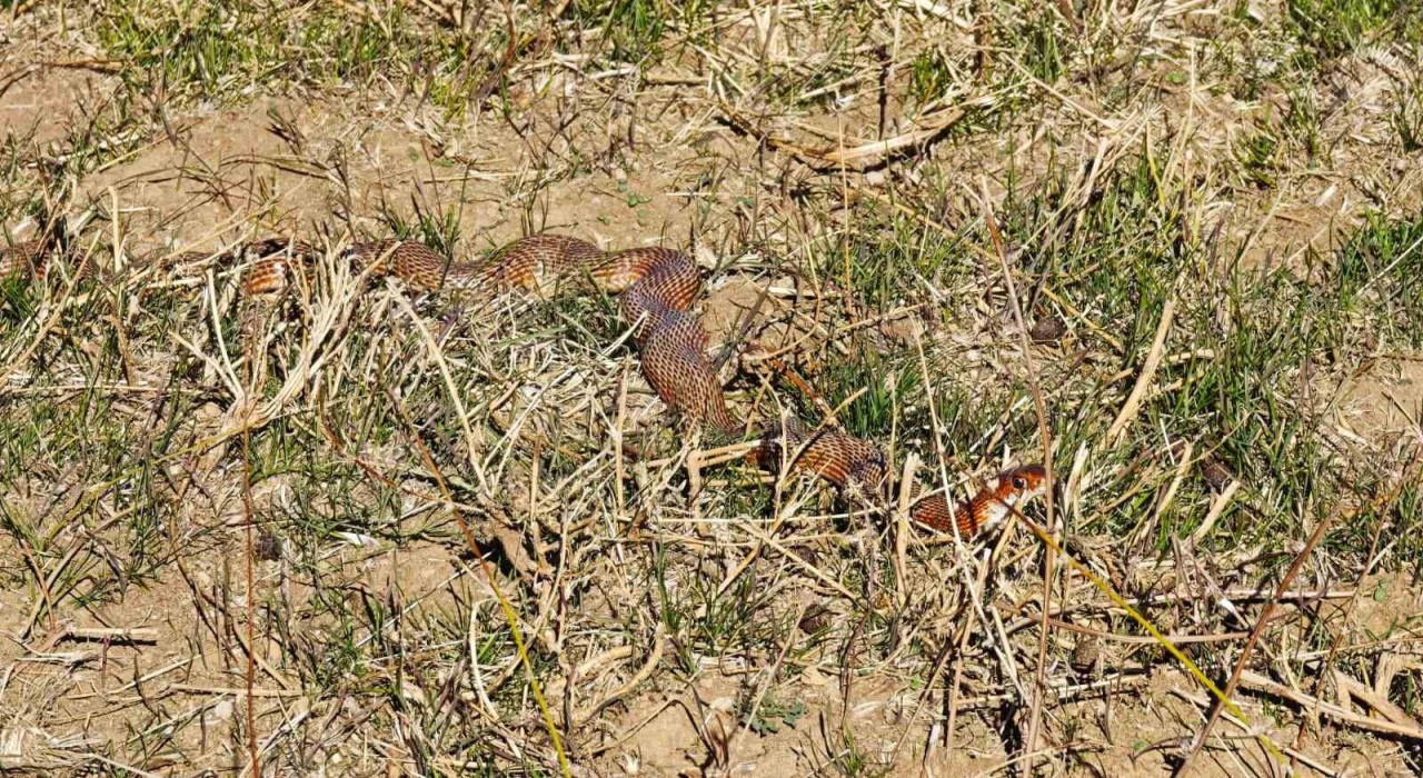 Tatvanda nadir görülen kırmızı yılan görüntülendi