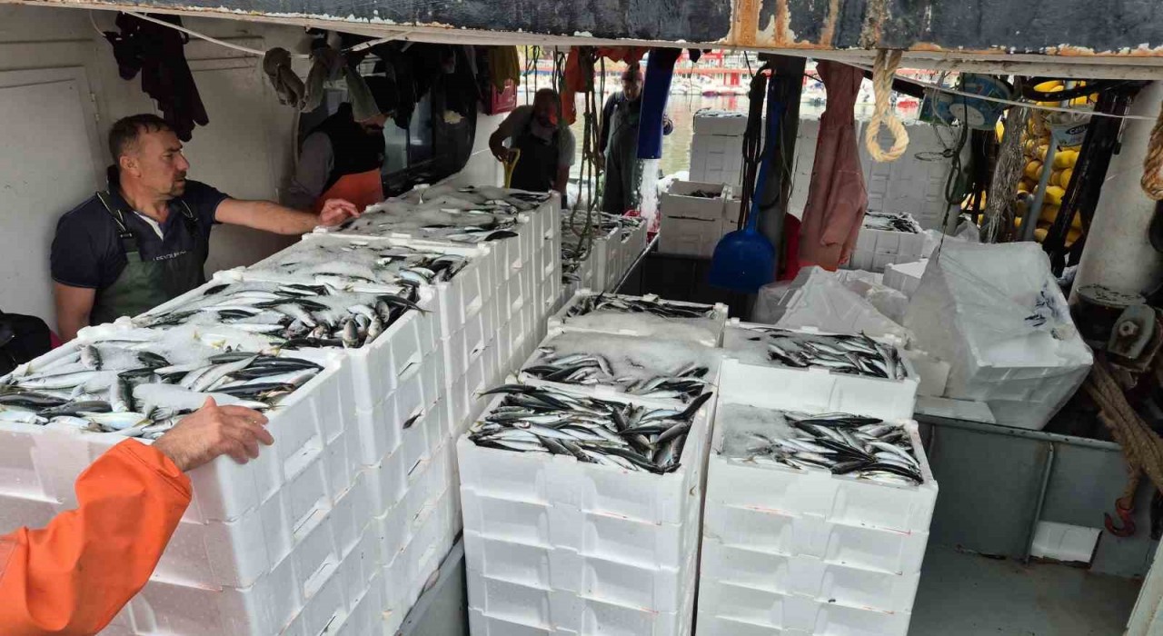 Tayfalar mutlu: Yüzlerce kasa balık yakalandı