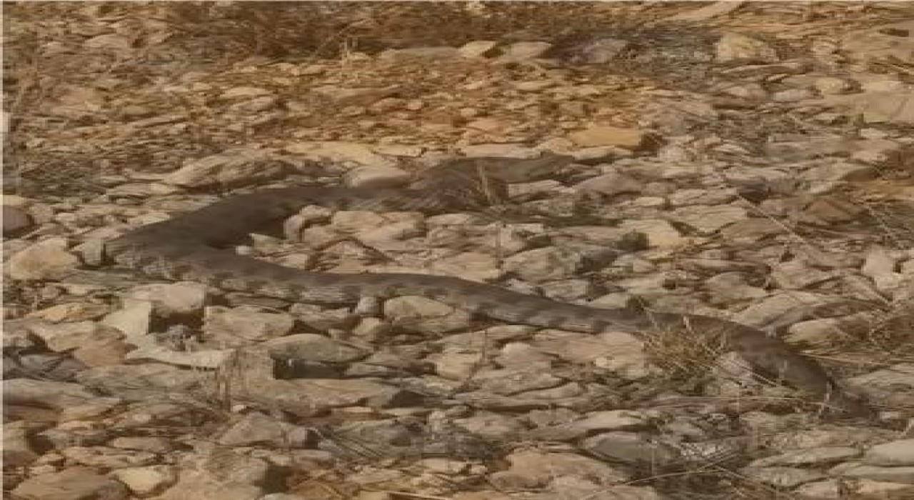 Tek ısırığı bir insanı öldürmeye yeten dev engerek yılanı görüntülendi