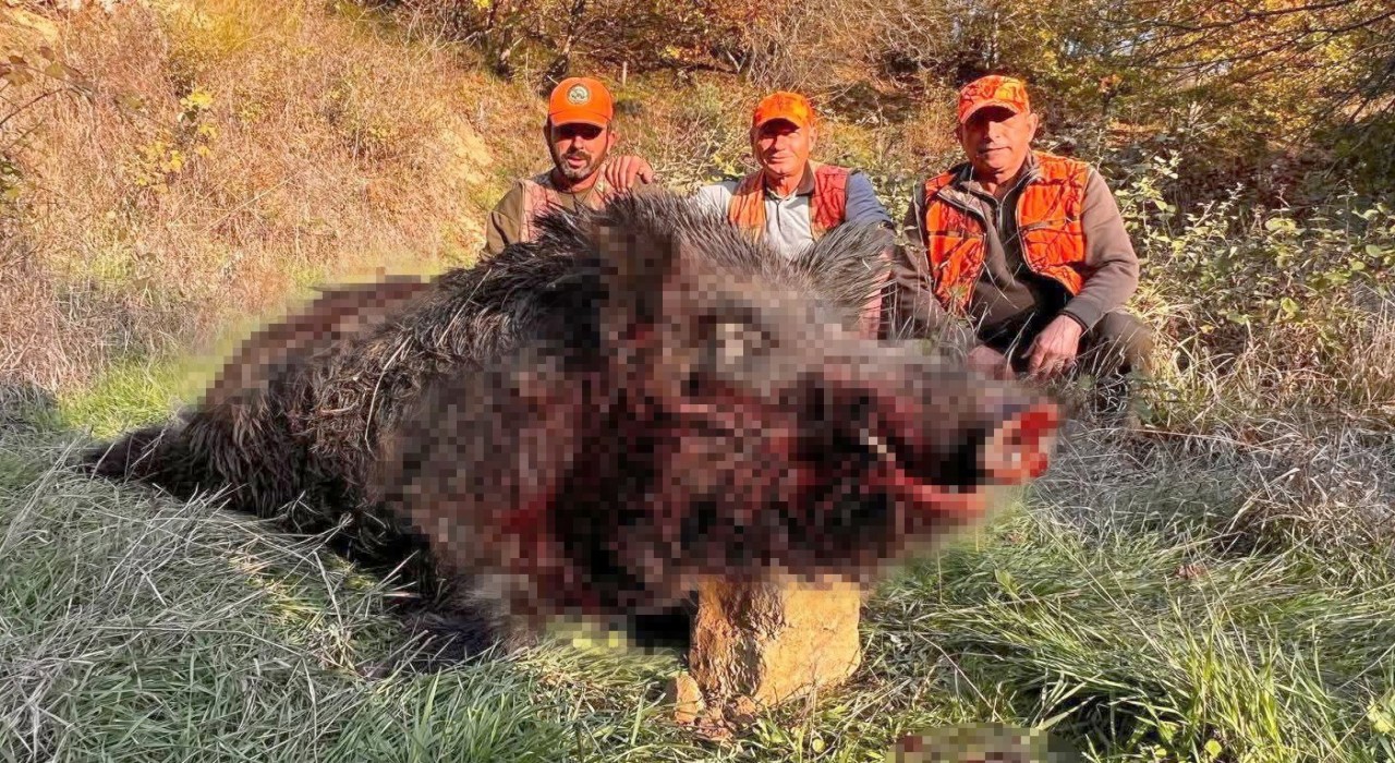 Tekirdağda avcılar bile şaşırdı: 300 kiloluk yaban domuzu avlandı