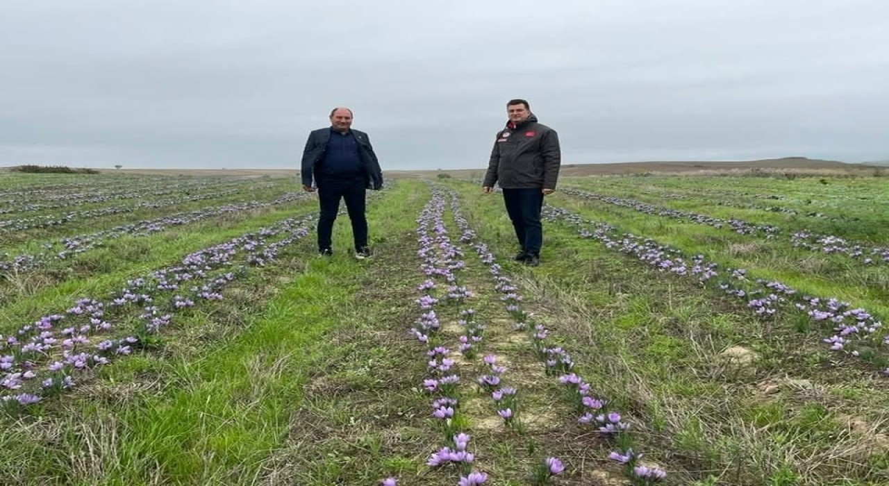 Tekirdağda safran üretimi yaygınlaşıyor