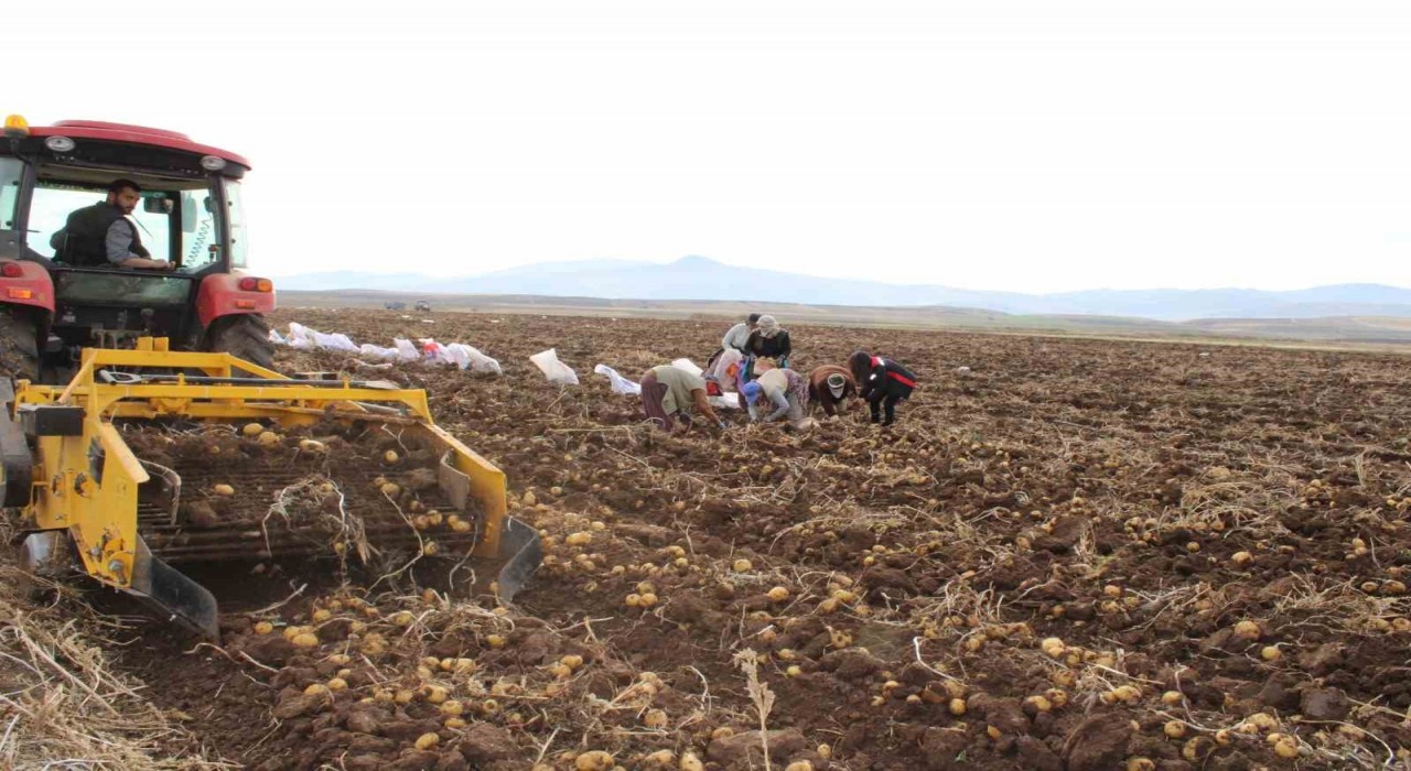 Tercan Ovasında kışlık patates bereketi