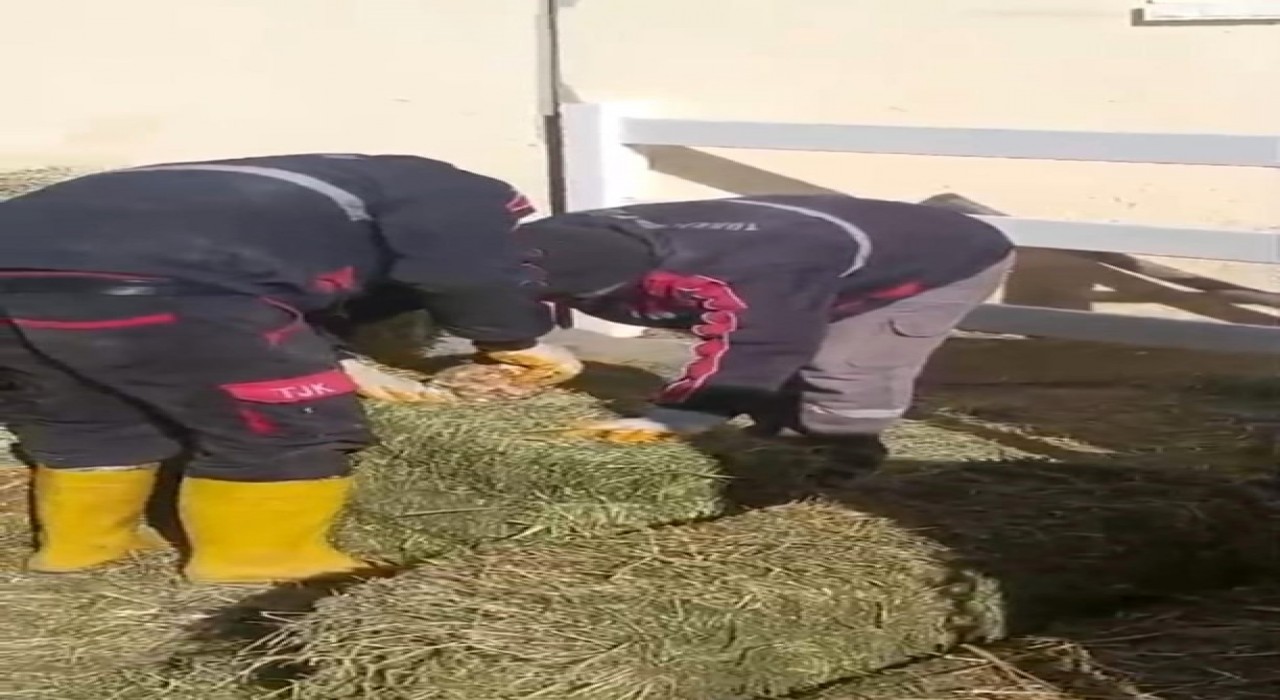 TJK Şanlıurfa Hara ve Aşım İstasyonunda skandal görüntüler