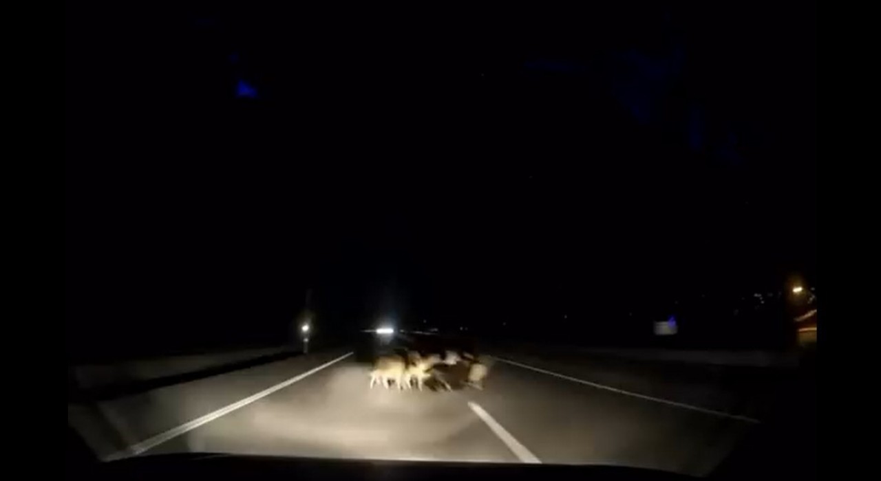 Tokatta otomobil sürüye çarptı: 12 koyun telef oldu