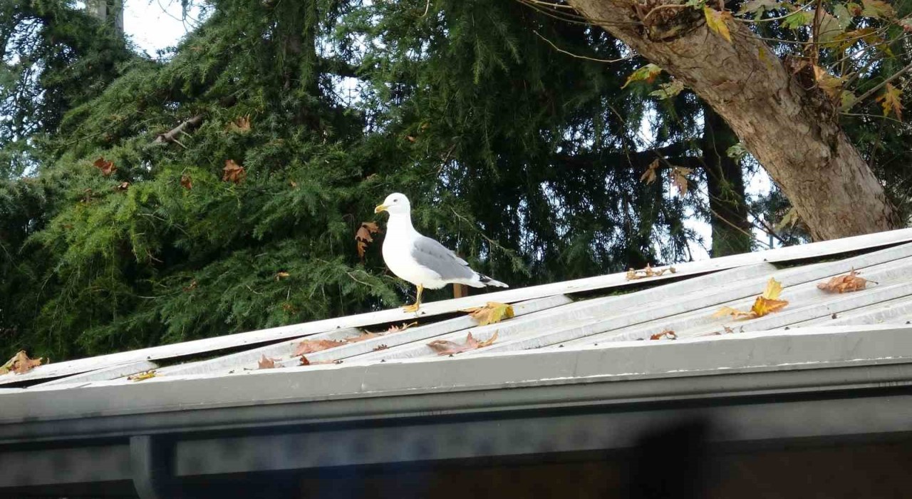 Toplar çatıya takılınca çözüm martıdan geldi: Öğrencilerin yeni Top Kurtarıcısı martı oldu