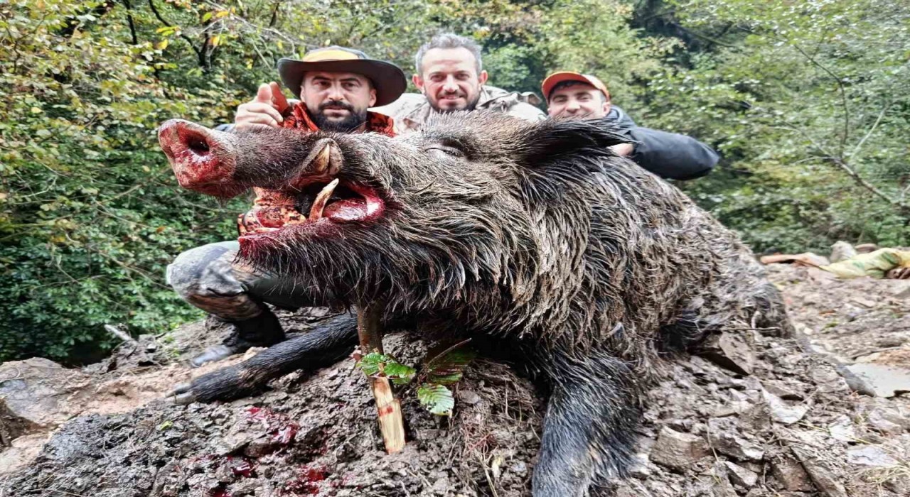 Trabzonda sürek avında 300 kglık domuz fişeklerin hedefi oldu