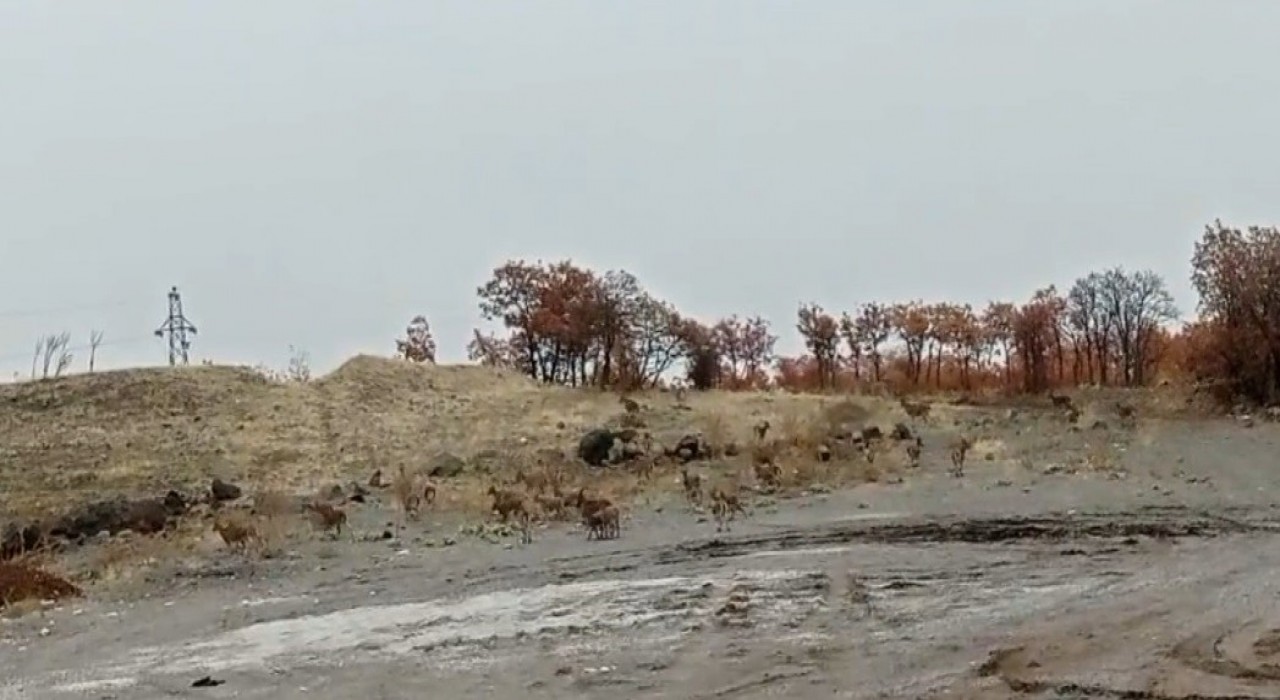 Tuncelide dağ keçisi sürüsü görüntülendi