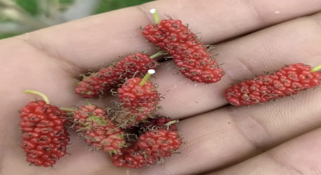 Tuncelide dut ağacı mevsimi şaşırdı, ikinci kez meyve verdi