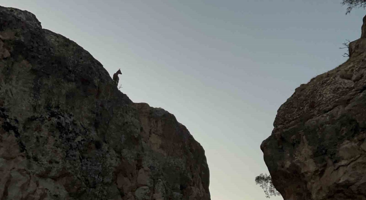 Tuncelide koruma altındaki dağ keçileri görüntülendi