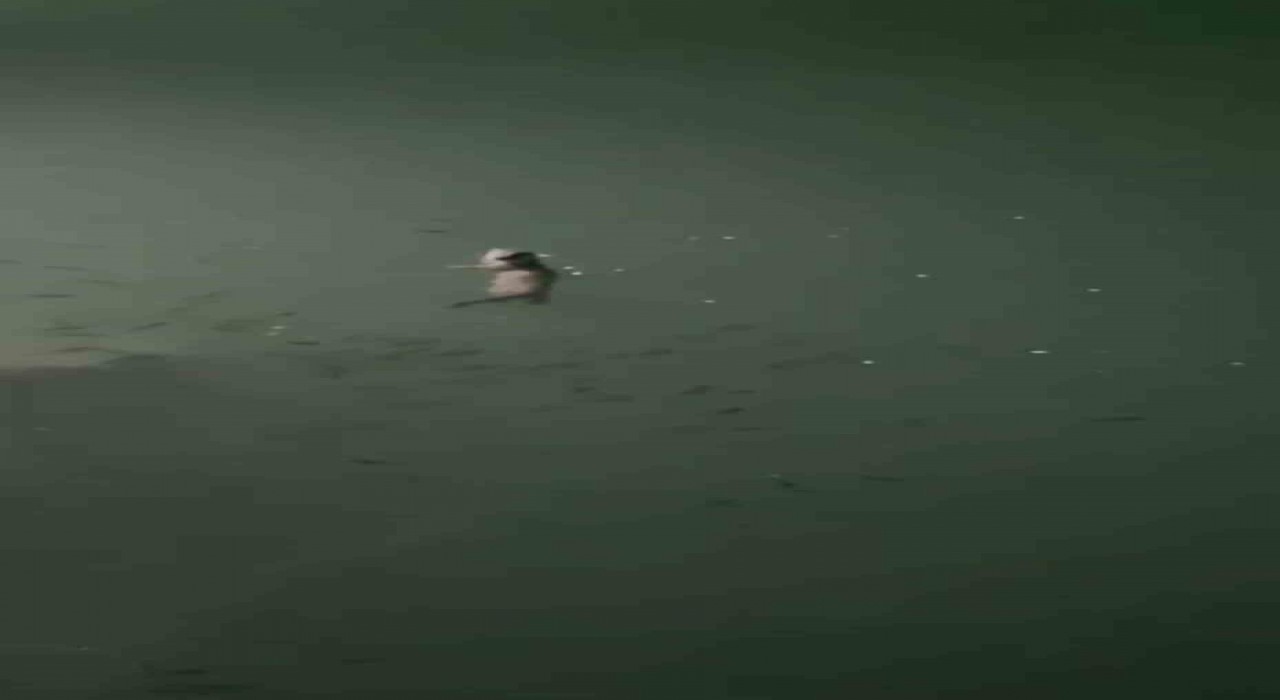 Tuncelide su samuru görüntülendi