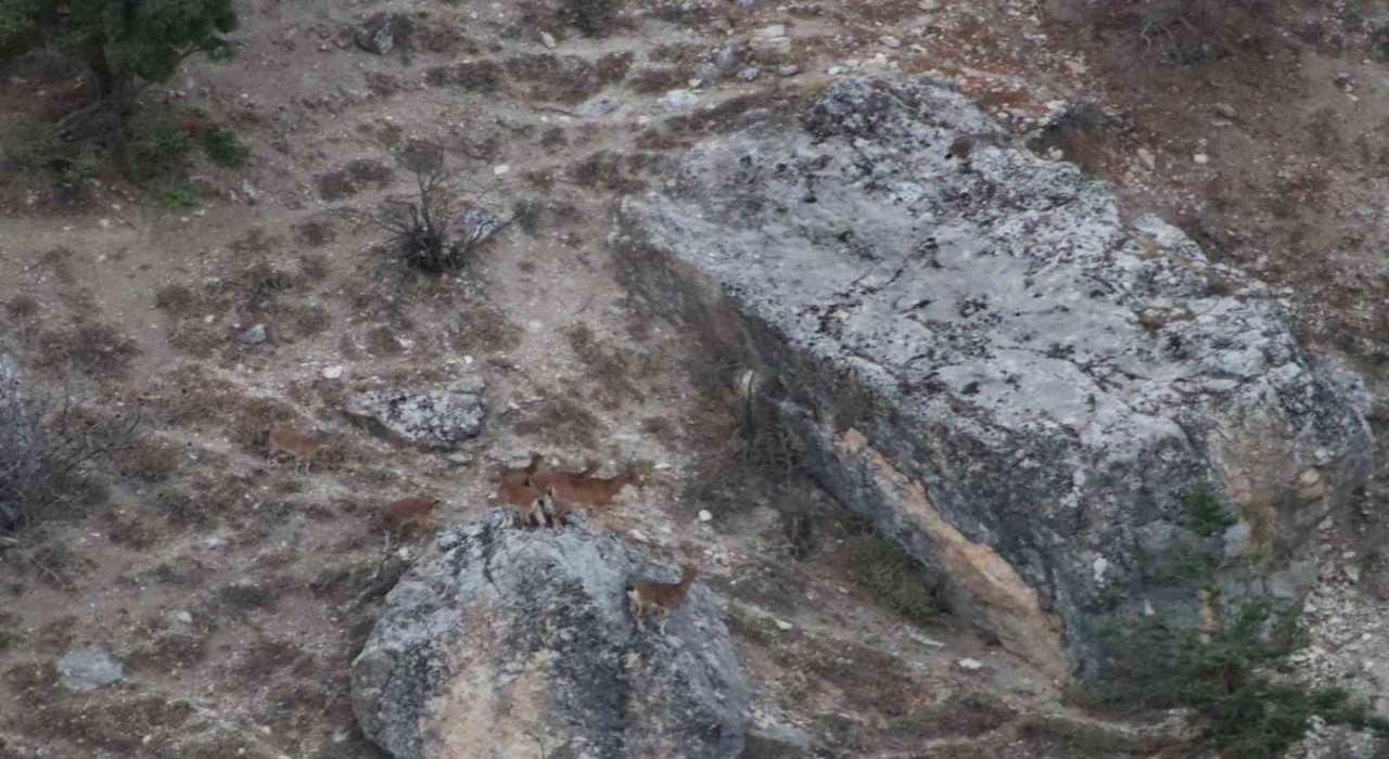 Tuncelide vaşak görüntülendi