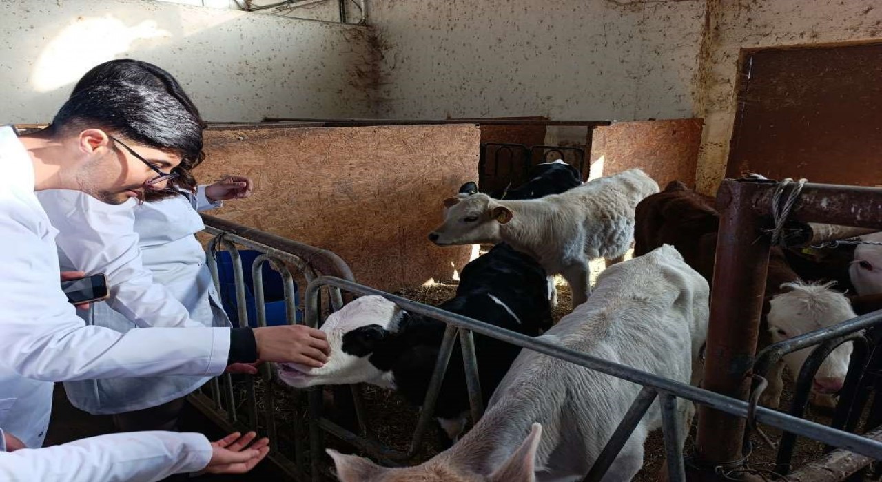 Üniversite öğrencileri Vanda sertifikalı sığır yetiştiriciliği eğitimine katıldı