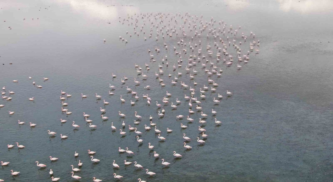 Urmiye Gölü kuruyunca flamingolar Vana akın etti