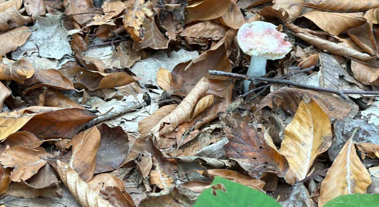 Uzmanından mantar uyarısı: Hepsi risk içeriyor