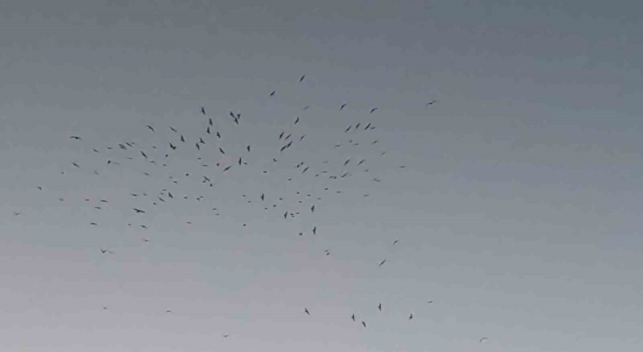 Van Gölü üzerinde kuş sürüsünün görsel şöleni