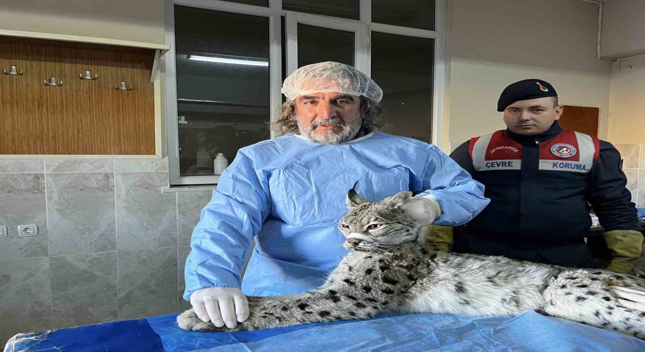 Vanda bitkin halde bulunan vaşak tedavi altına alındı