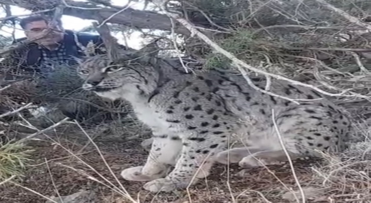 Vanda vaşak görüntülendi