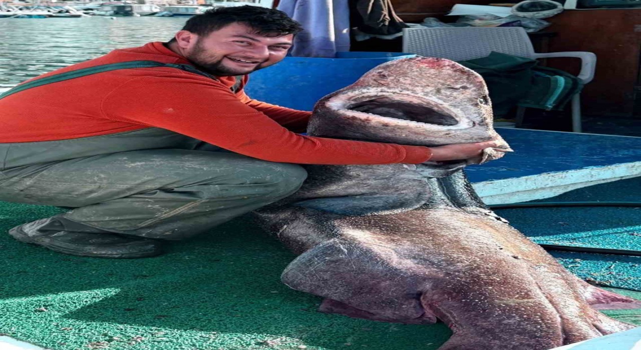 Yalova açıklarında 4 metre uzunluğunda köpek balığı ağa takıldı