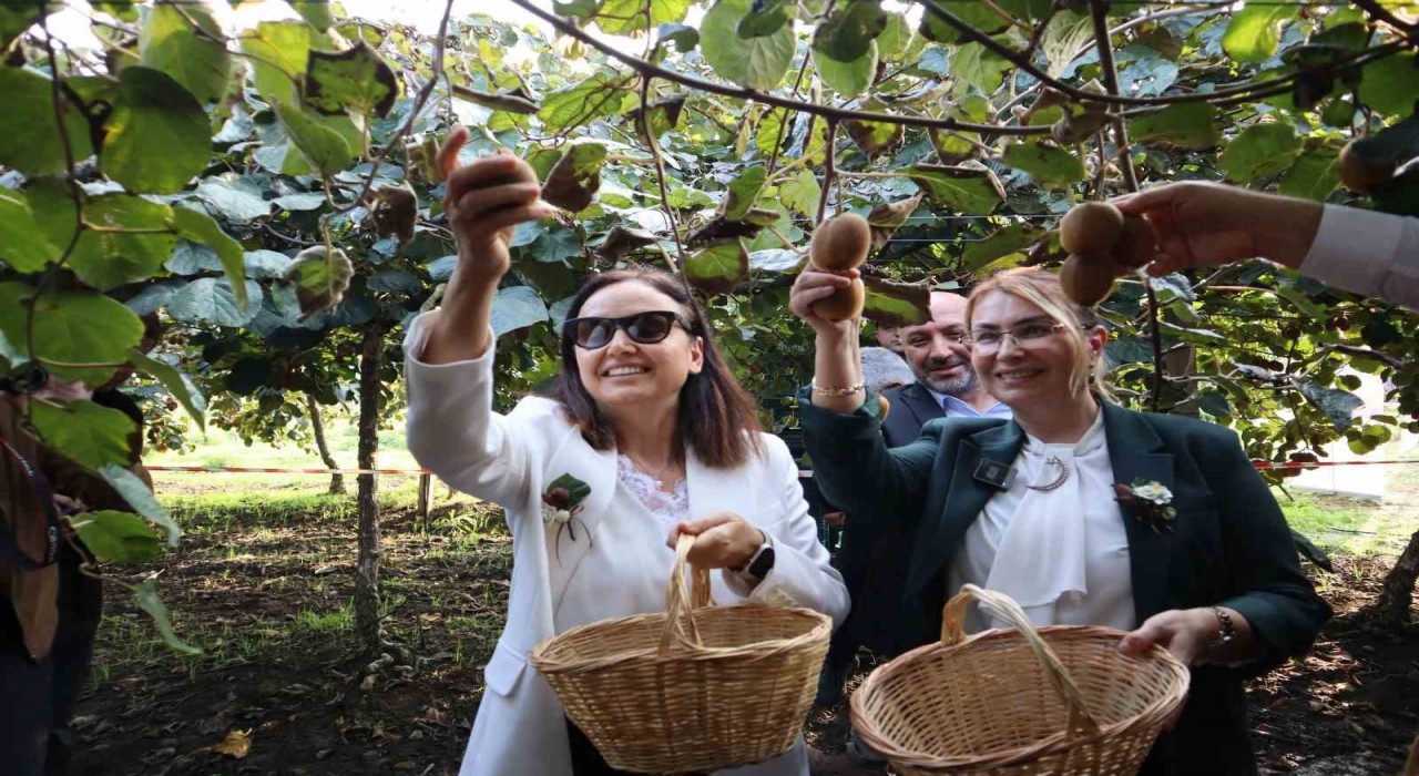 Yalovanın coğrafi işaretli meyvesi kivide hasat sevinci