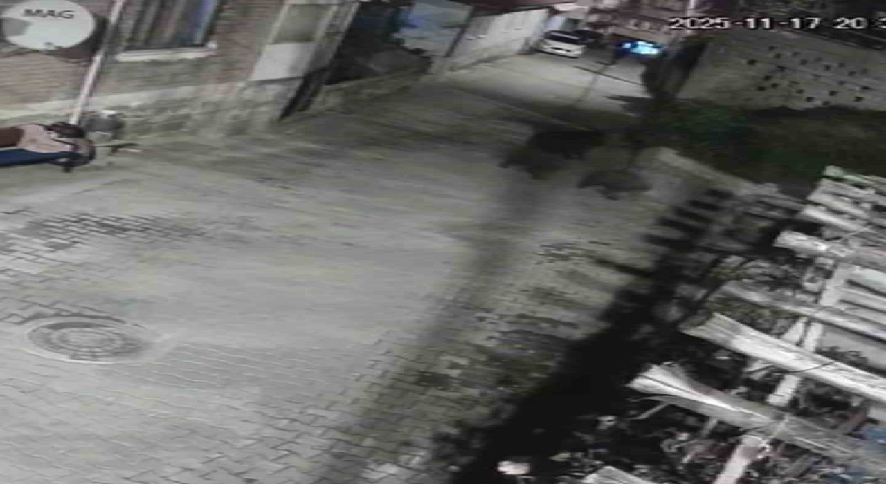 Yerleşim alanına inen ayılar köy sakininden korkup kaçtı