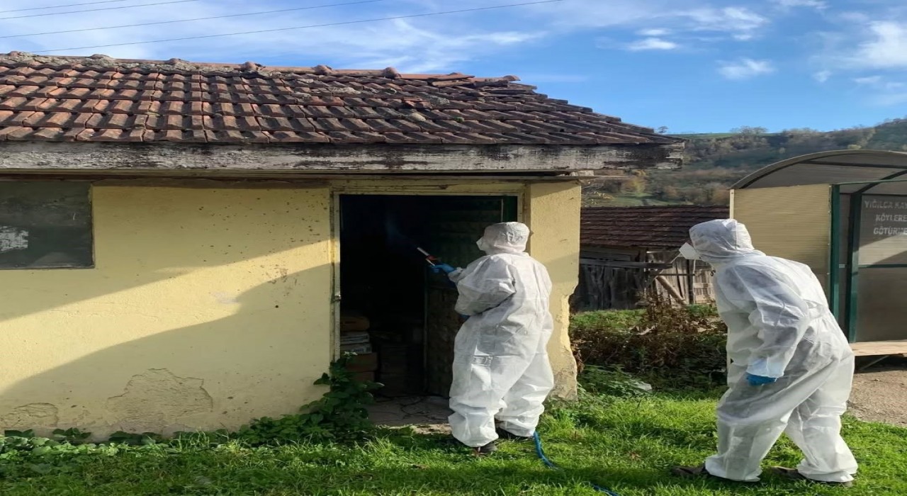 Yığılcada kahverengi kokarca ile kışlak mücadelesi devam ediyor